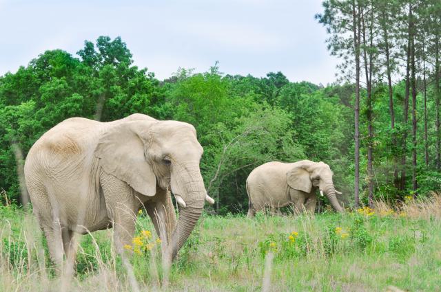 African Elephant Herd  in Their Elephant Sanctuary in Tennessee Habitat